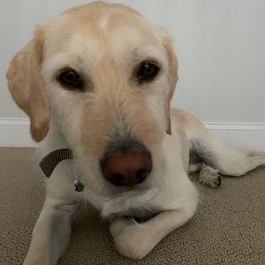 Meet your Posher, Lindsey